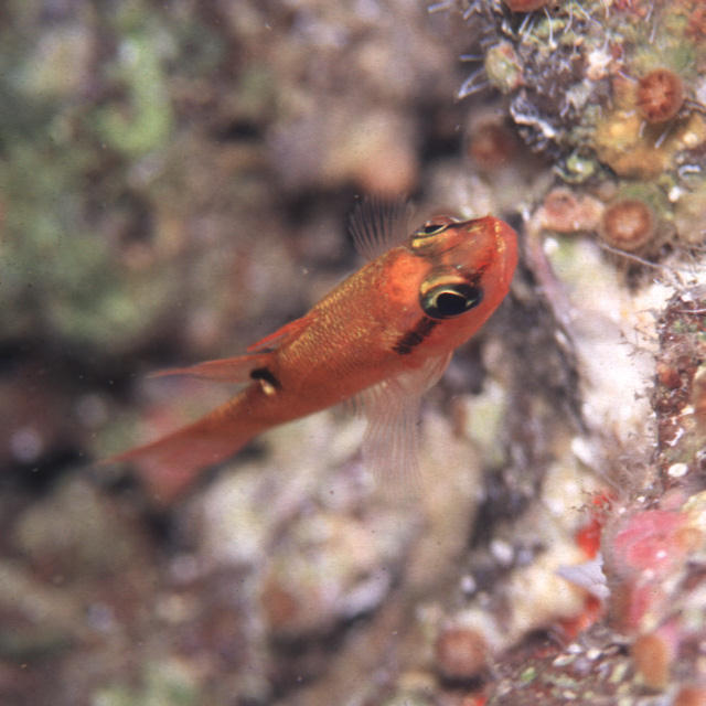 Apogon evermanni (Pesce cardinale di Evermann)